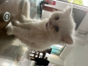Persian kitten